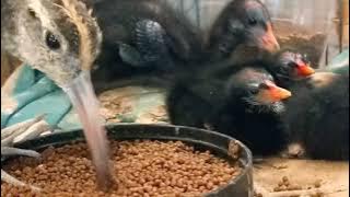 Download lagu ANAKAN BURUNG MANDAR YG SUDAH BESAR