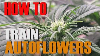 HOW TO TRAIN AUTOFLOWERS   (EPISODE 2)