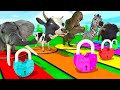 Animals Obstacle Course Animals Obstacle Course