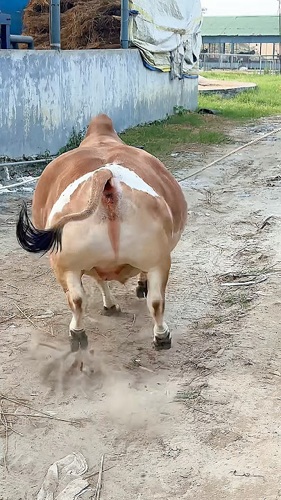 Tri color stubborn Punganur bull 🐂 guided by two shepherds back to the barn 💪 Pagla Goru 2026