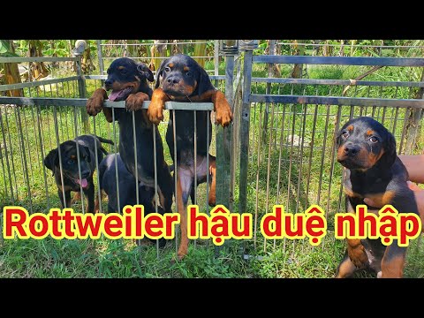 Video Top 5 chó Rottweiler đực hậu duệ nhập đẹp giá rẻ - youtube
