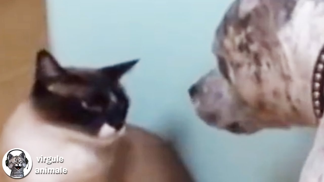 LES CHATS N'ONT AUCUN RESPECT 4 - Drôle d'animaux