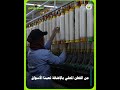 فيديو غرافيك معمل غزل ونسيج
