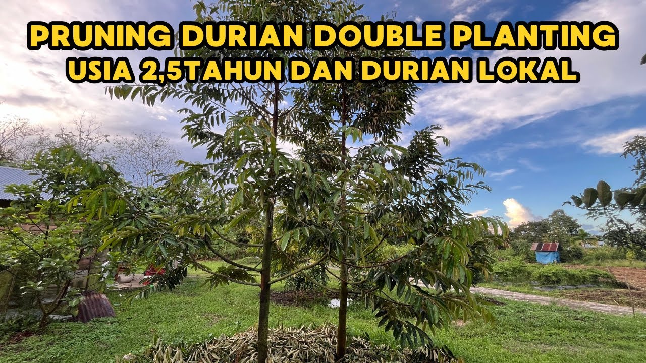 PRUNING DURIAN DOUBLE PLANTING ‼️ DURIAN CUMASI DAN BAWOR ✅✅