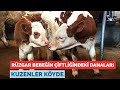 RÜZGAR BEBEĞİN ÇİFTLİĞİNDEKİ DANALARI - KUZENLER KÖYDE