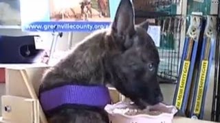 Watch: Puppy eats in high chair