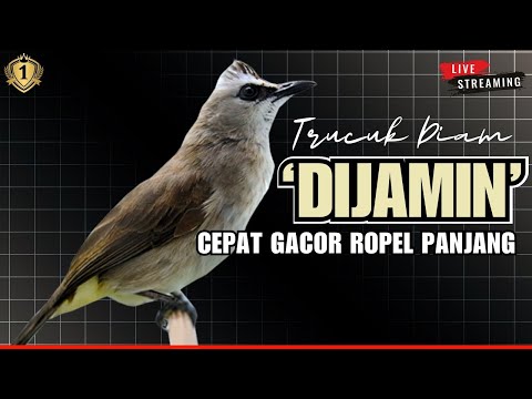 suara panggilan trucuk muda #1. #hobiburung #trucukgacor #trucuktarung #suarapikat #ampuh