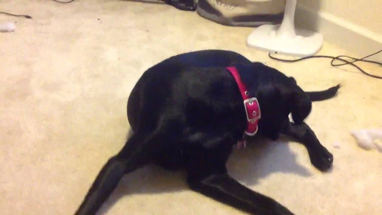 Resultado de imagen para labrador chasing tail