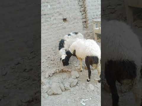 ماء ماء يا خروف العيد 