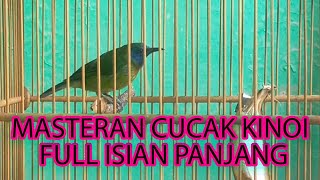 tembakan cucak kinoi gacor AMPUH untuk pancingan