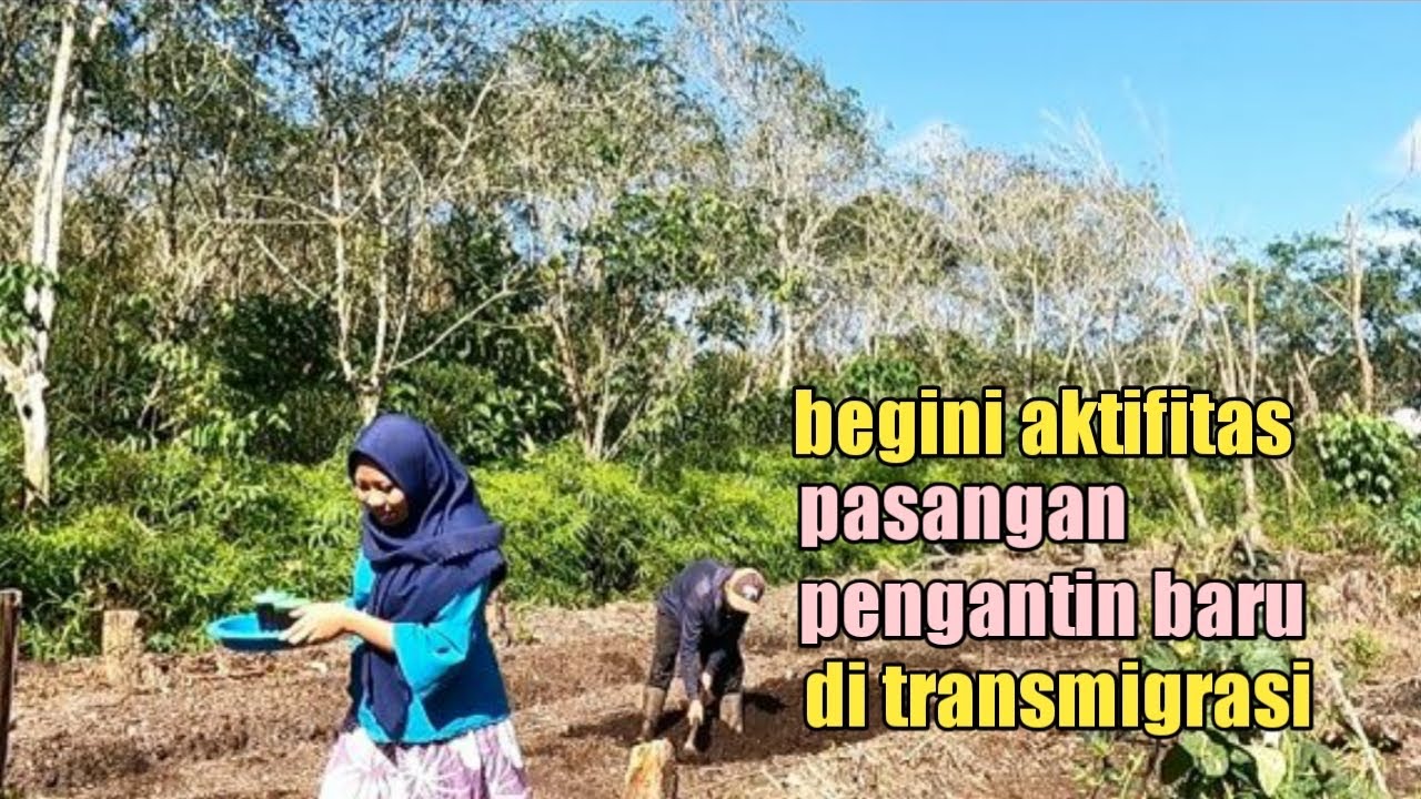 MAS SUTRISNO MENGOLAH LAHAN GAMBUT UNTUK TANAM CABE