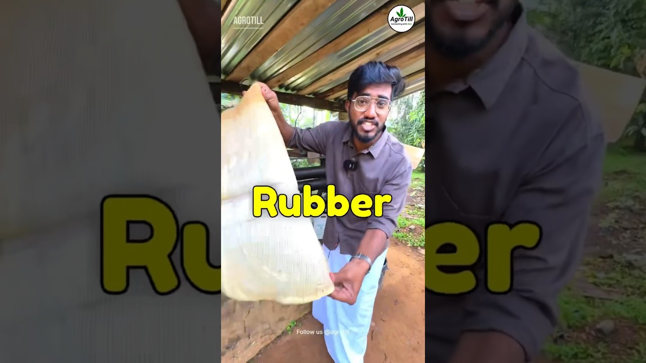 Rubber Farming 🎈🌳| ₹3000/Daily🔥 | Agrotill | #farming #agriculture #shorts