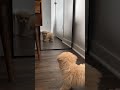Puppy Sees Himself First Time 🐶😍