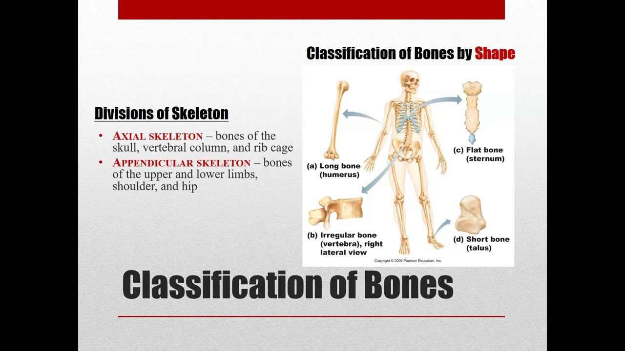 LECTURE: Bone Tissue Study for A&P