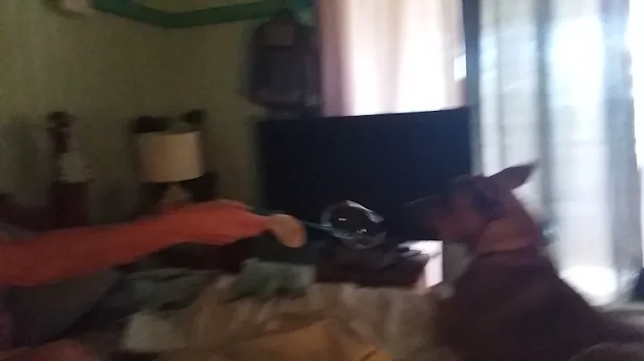 my dog loves bubils