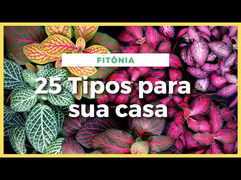 Video: Fittonia: Especies Y Variedades