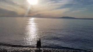 My pup Akira, seeing the ocean for the first time.