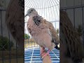 Bird falls dove#birds #birdsong #birdsounds #tekukursultan #tekukurliar #tekukur