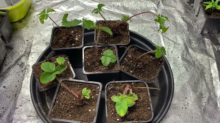 Update aardbeien 🍓