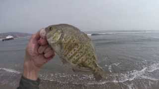 Went surfperch fishing and caught one around 12", 13", five smaller
ones. they were all barred on gulp! camo sand worms.