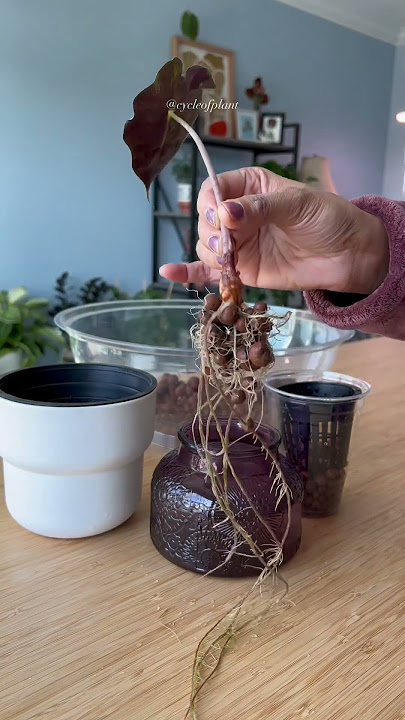 How to Use LECA (expanded clay pebbles) to repot your house plants 