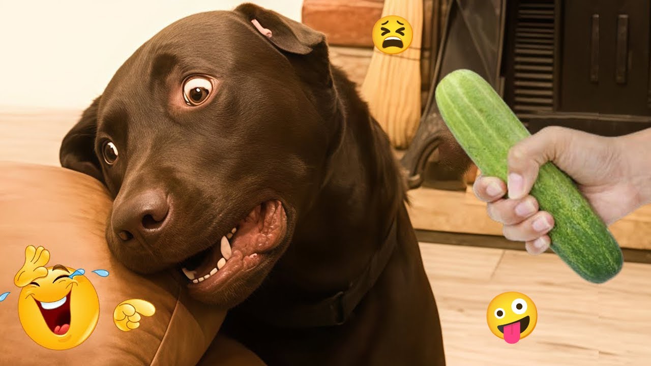 FUNNY DOGS FAILS 2026 🤣 Hilarious Dog Moments That Will Keep You Laughing All Day! 🐾#28