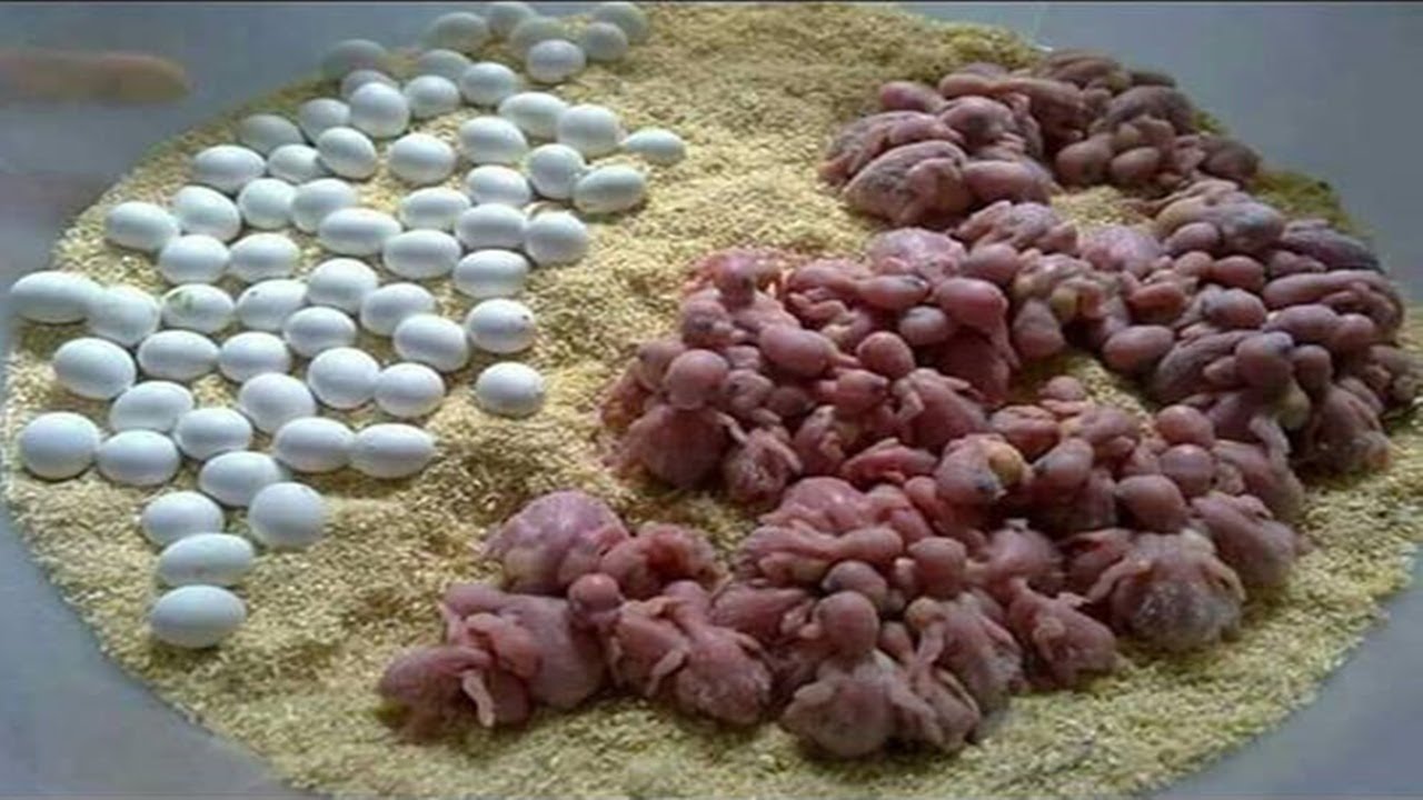 Nasıl Bu kadar Çok Yavru Kuş Aldım?