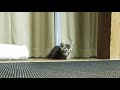仔猫が狙ってるものは…