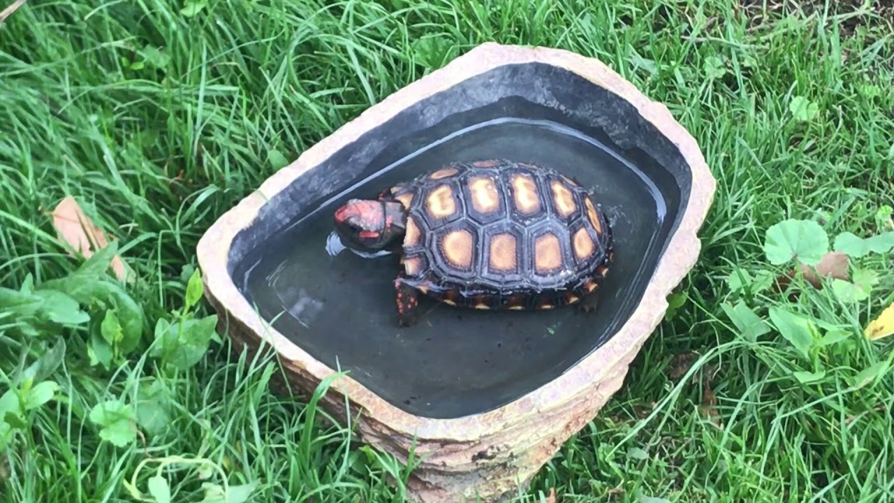 Baby cherryhead tortoise chilling