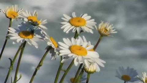 سورة نوح بصوت الشيخ عبدالباسط عبد الصمد