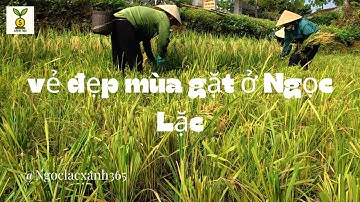 Vẻ đẹp mùa gặt ở Ngọc Lặc #VeDepMuaGat #CuocSongNongThon #ThuHoachLua