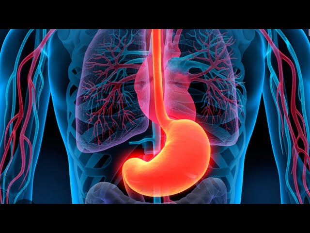 როგორ დავეხმაროთ სამჭმლის მომნრლებელ სისტემას და კერძოდ კუჭს. მარტივი რჩევები.