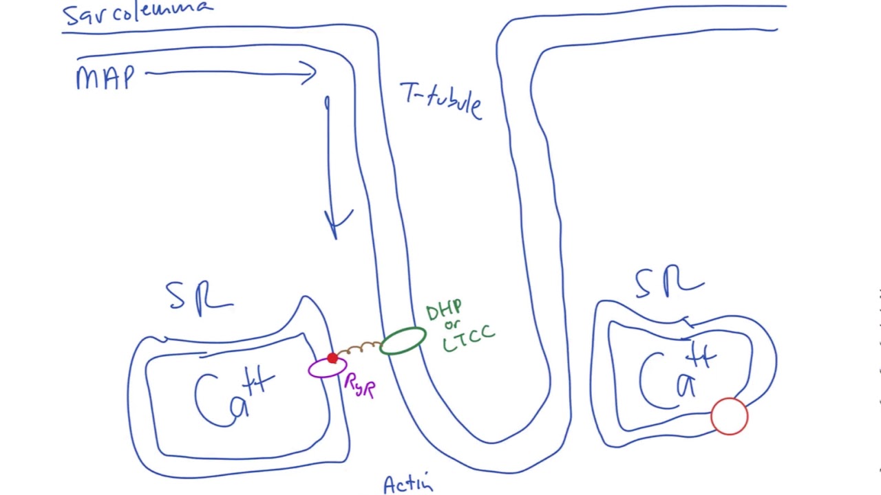 Schneid Guide to Skeletal Muscle Contraction - YouTube