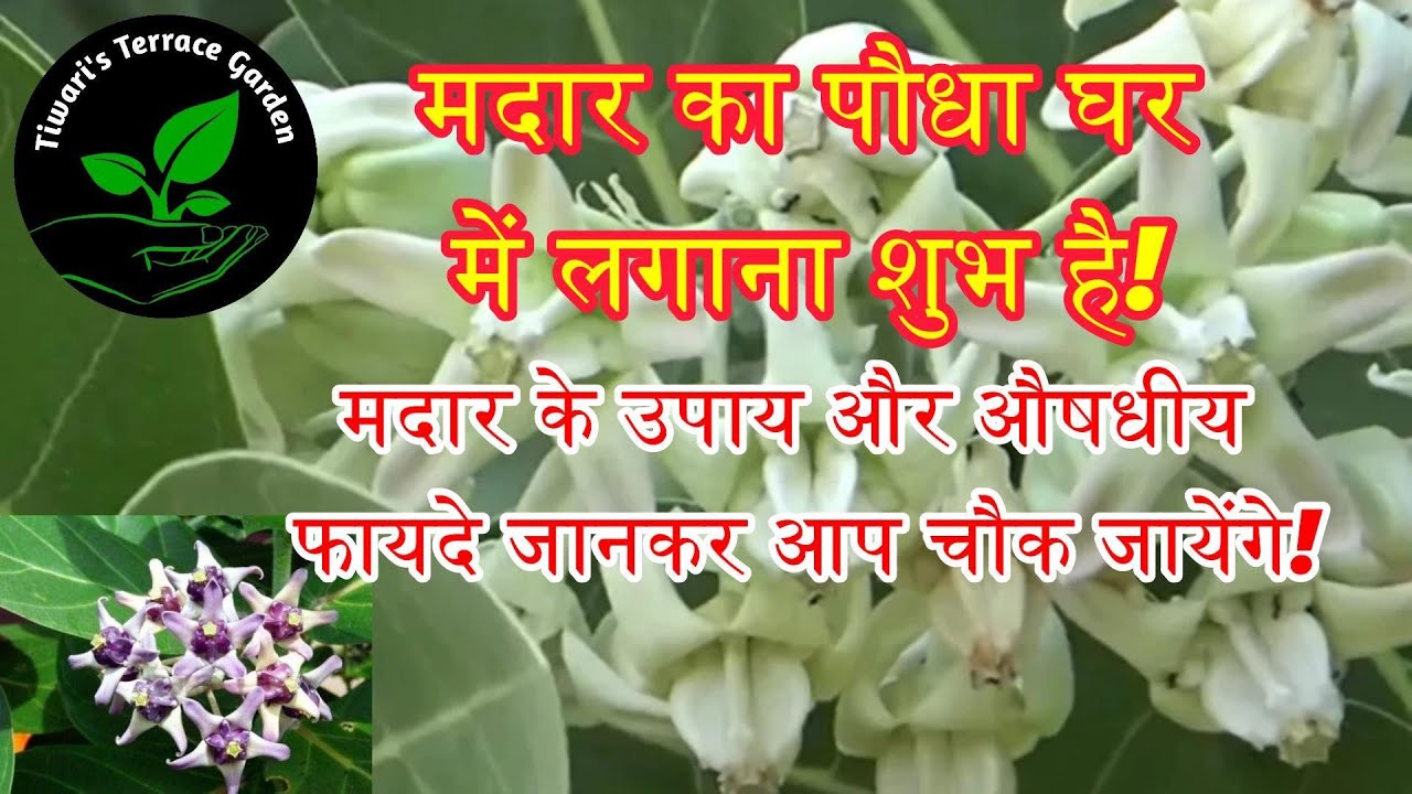 मंदार का पौधा घर में लगाना शुभ है | Mandar Plant Care & Health Benefits ...