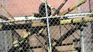 Information Belching Monkeys Update