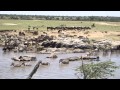 Wildebeest Crossing the Mara River Sept 2014