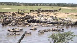 Wildebeest Crossing the Mara River Sept 2014