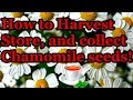 How to harvest and store chamomile, and collect seeds!