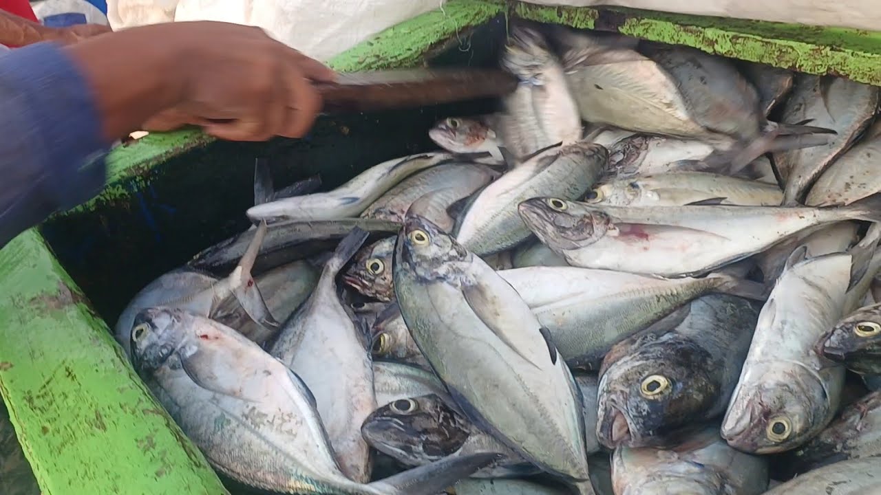 NUNCA TINHA PEGADO TANTO PEIXE A SIM NA MINHA VIDA ???