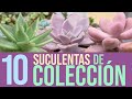10 SUCULENTAS DE COLECCIÓN FACILES DE CUIDAR
