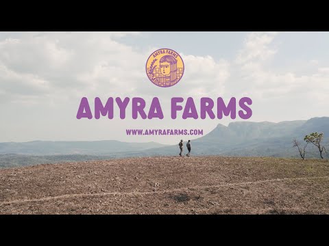 Discover the Beauty of Amyra Farms: A Picturesque Coffee Estate in Chikmagalur - video from amyrafarms
