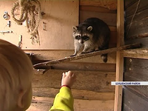 Жительница Шушенского района на своем участке организовала контактный мини-зоопарк