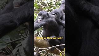 What is this animal? Chimpanzee?【Shorts #13】#bonobo #africa #conservation #sdgs #congo #chimpanzee