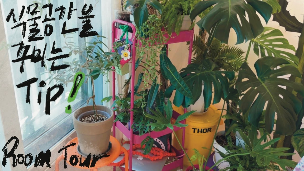 [RoomTour] 이 식물을 치워야 저 식물이 보이는! 남편과 아들도 함께하는 식물 라이프! 알록달록 파주 하우스 2편