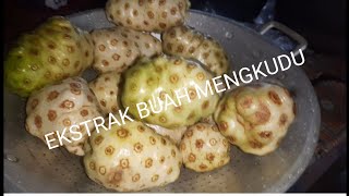 Cara Membuat Ekstrak Buah Mengkudu