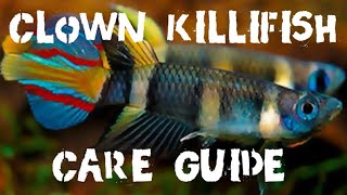 Clown Killifish (Epiplatys Annulatus) basic care \u0026 breeding