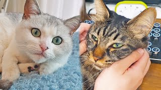 Two cats who meow a lot