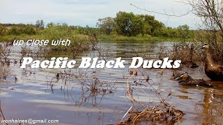 Up Close with Pacific Black Ducks in the Wild