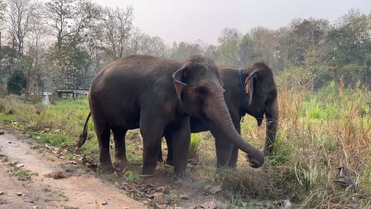 โมเม้นท์การพบกันของพังแสนรู้ (ดัมมี่) และ พังยุ้ย มาเจอกันที่นี่ครั้งแรก