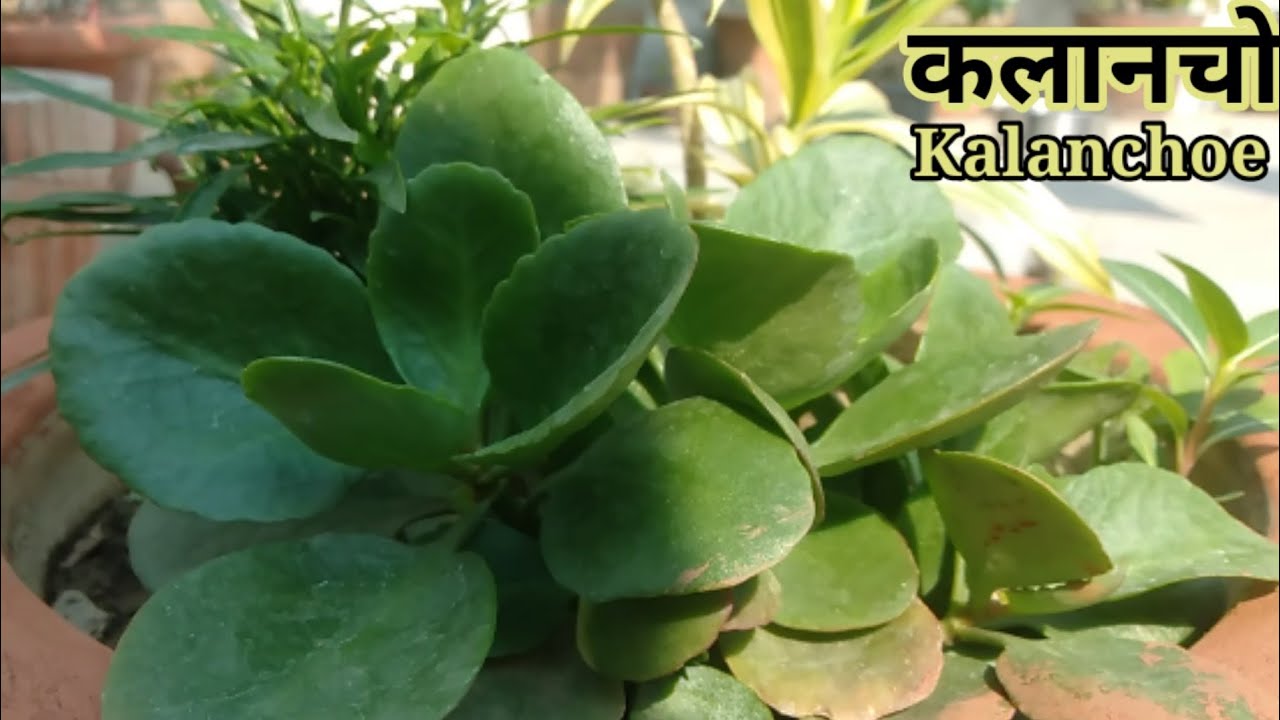 KALANCHOE REPOTTING & SOIL MIX for dhaamkedar results Must Watch Video for Kalanchoe